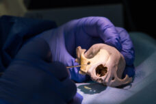 A raccoon skull being analyzed in a lab.
