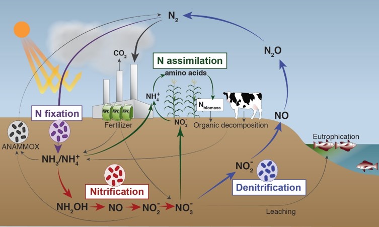 Image result for nitrogen cycle