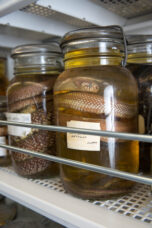 Embalmed snakes in the wet collection located in the Alexander G. Ruthven Museums Building.